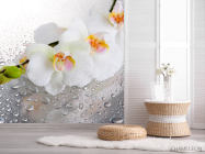 Фотошпалери Три білі орхідеї - 2