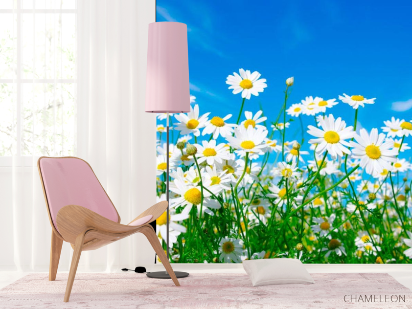 Фотошпалери Ромашки в полі - 4