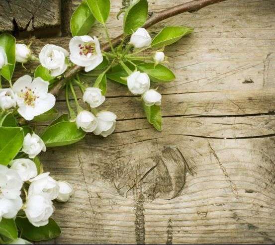 Фотообои белые цветоки на деревянно фоне Фотообои белые цветоки на деревянно фоне 20438