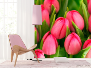 Фотошпалери Рожеві тюльпани - 4