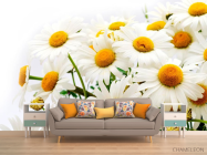 Фотообои Букет полевых ромашек - 1