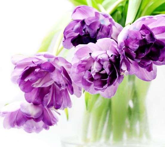 Фотообои большие сиреневые цветы Фотообои большие сиреневые цветы 20290