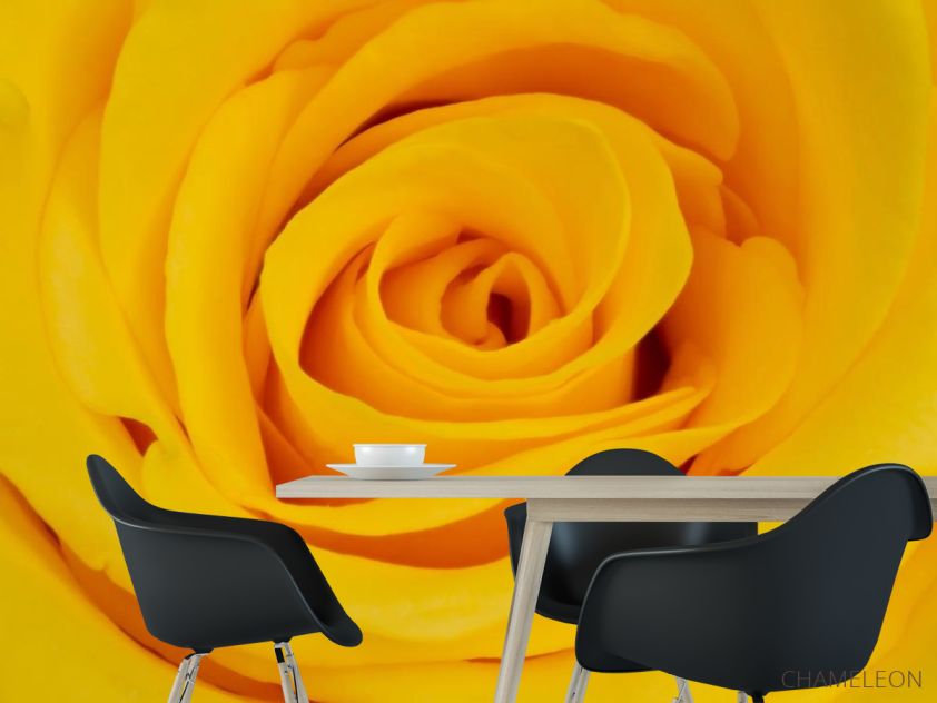 Фотошпалери жовта троянда - 1