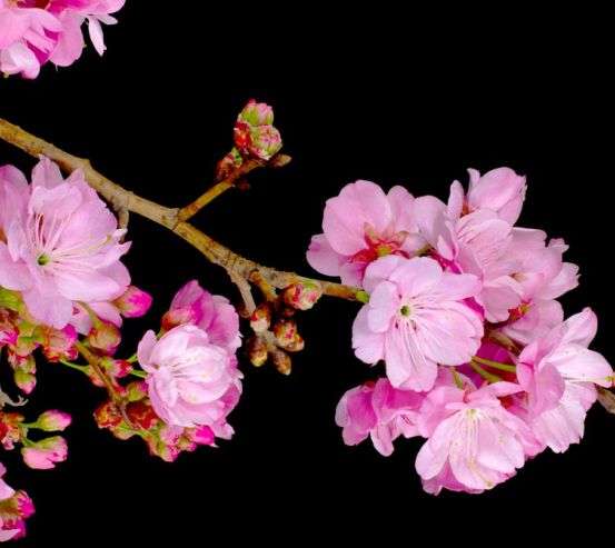 Фотообои Соцветия персика 5588