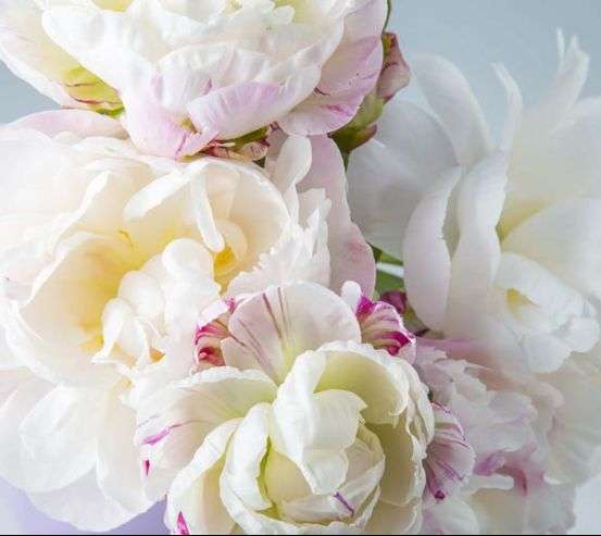 Фотообои Пионы белые Фотообои Пионы белые 32150