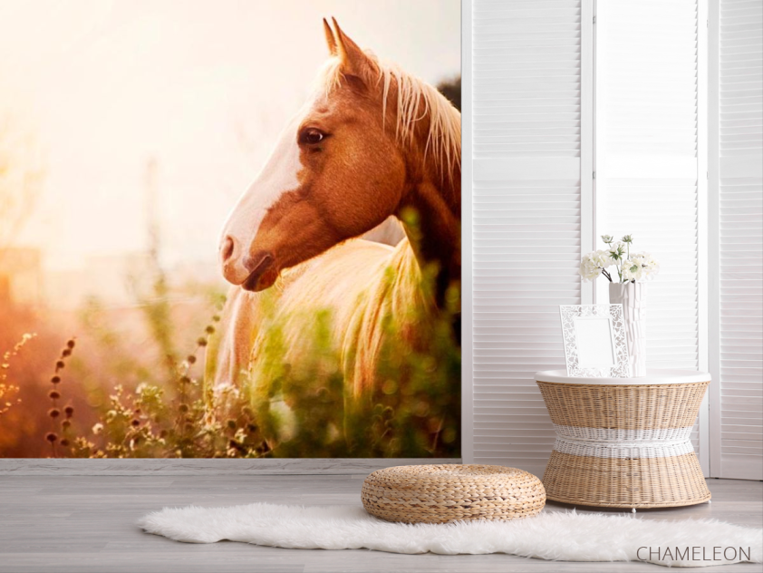 Фотошпалери Кінь серед трав - 2