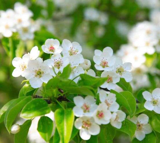 Фотообои белые весенние цветочки Фотообои белые весенние цветочки 20386