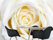 Фотошпалери Бежево-біла трояндочка - 1