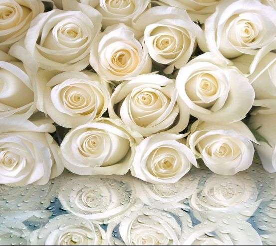 Фотообои Белые розы с росой 19953