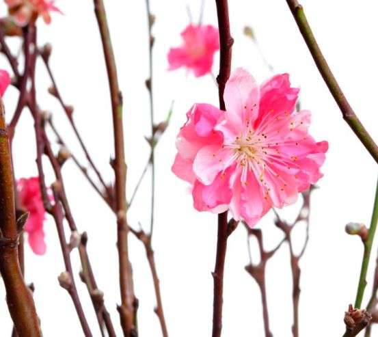 Фотообои Розовый цветок Фотообои Розовый цветок 4781