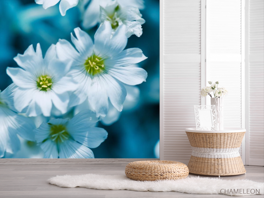 Фотошпалери Зірочник - 2