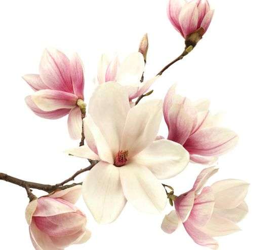 Фотообои магнолия Фотообои магнолия 20736