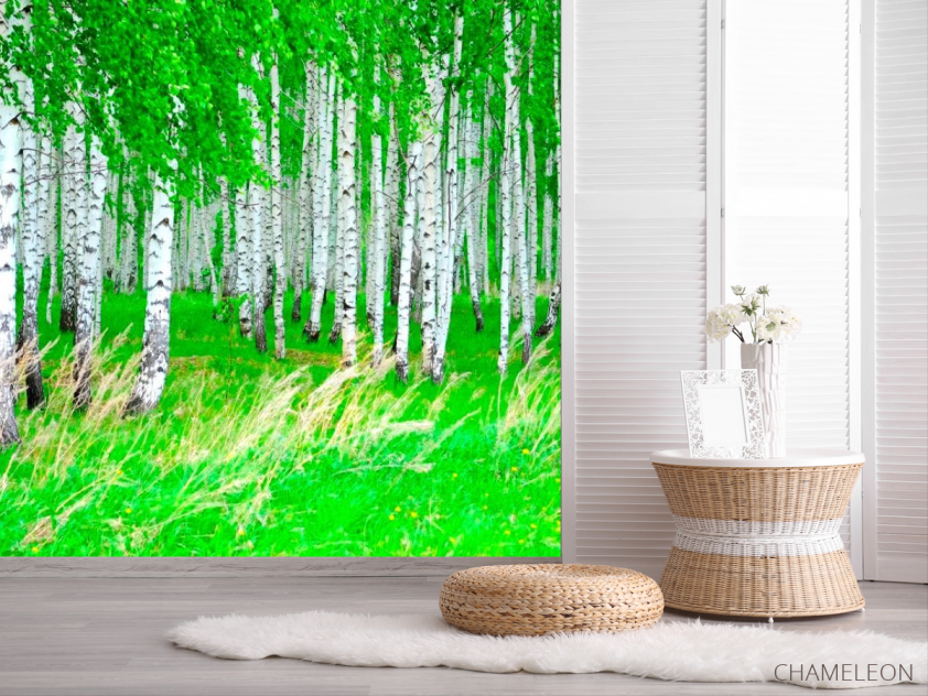 Фотошпалери Березовий гай, ліс - 2