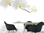 Фотообои Орхидеи белые - 1