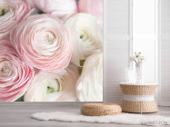 Фотошпалери Рожеві рунункюлусы - 2