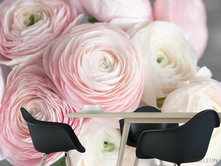 Фотошпалери Рожеві рунункюлусы - 1