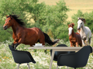 Фотошпалери Коні на лузі - 1