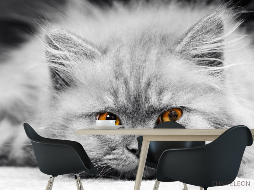Фотошпалери Сіре кошеня - 1