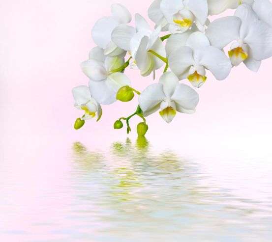 Фотообои Веточка белых цветов Фотообои Веточка белых цветов 9773