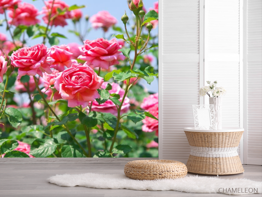 Фотошпалери кущі троянд - 2