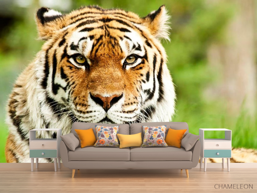 Фотообои Пристальный взгляд тигра - 1