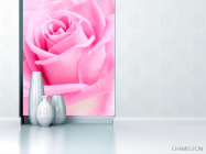 Фотообои Макро-съемка розы - 1