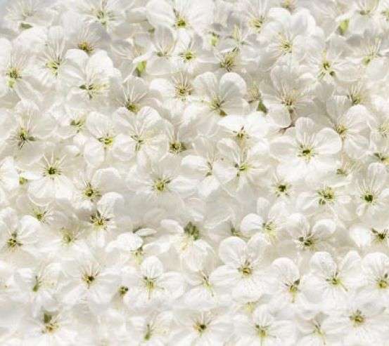 Фотошпалери білі квіти Фотошпалери білі квіти 20893