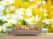 Фотообои Полевые белоснежные ромашки - 1