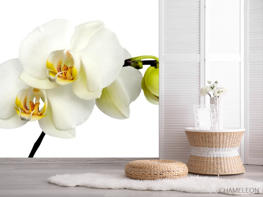 Фотошпалери Орхідеї жовто-білі - 2