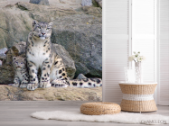 Фотошпалери Сім'я снігових барсів - 2