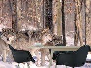 Фотошпалери вовки в лісі - 1
