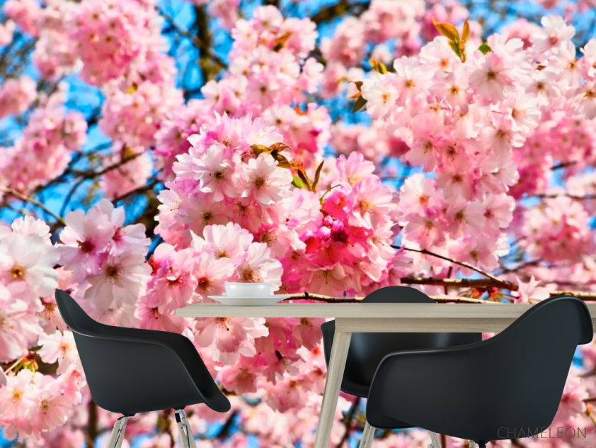 Фотошпалери Цвітіння рожевого дерева - 1