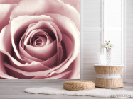 Фотошпалери бутон рожевої троянди - 2