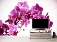Фотообои Орхидея - 2