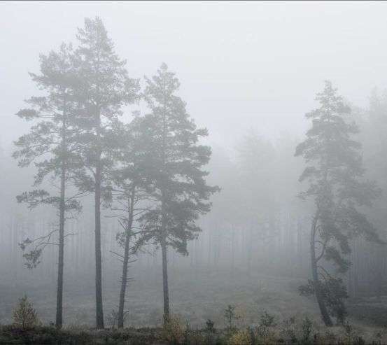 Фотообои туманный лес Фотообои туманный лес 31552