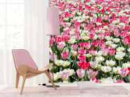 Фотошпалери Поле різнокольорових тюльпанів - 4