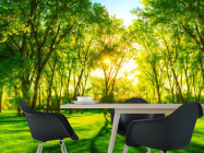 Фотошпалери Зелені дерева - 1