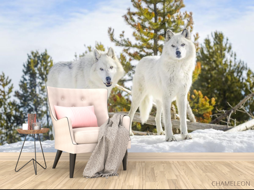 Фотообои два белых волка на снегу - 4