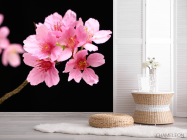 Фотошпалери Рожеві квіти персикові - 2