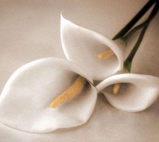 Фотообои белая лилия Фотообои белая лилия 20272