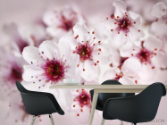 Фотошпалери цвіт вишні - 1