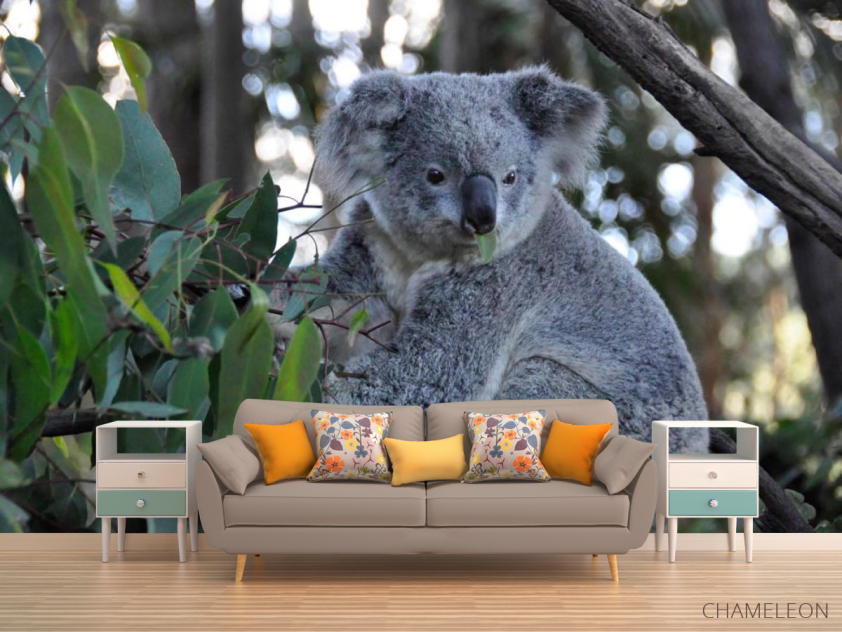 Фотообои Коала - 1