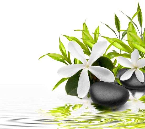 Фотообои Белые цветы Фотообои Белые цветы 1327