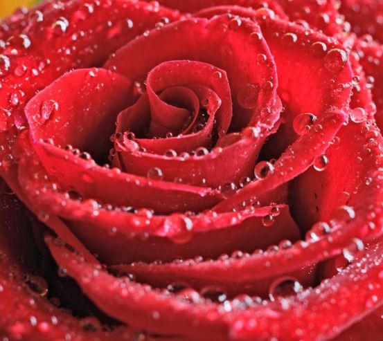 Фотообои красная роза с каплями 20376