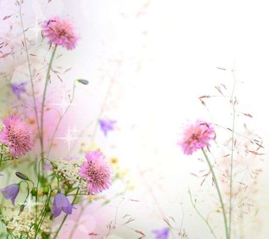 Фотообои Цветы, туман Фотообои Цветы, туман 9645