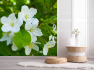 Фотошпалери Чубушник - 2