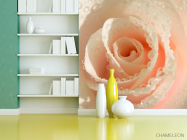 Фотошпалери Кремова троянда і роса - 3