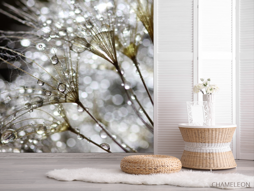 Фотошпалери білий кульбаба з росою - 2