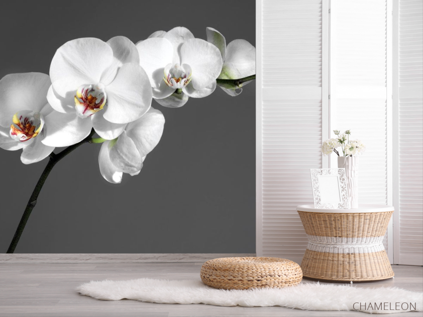 Фотошпалери біла орхідея на сірому тлі - 2