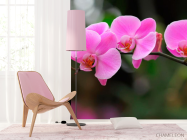 Фотошпалери Орхідеї ніжно-рожеві - 4